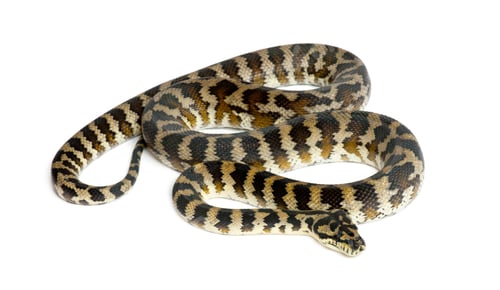 Preview: Python, Morelia spilota variegata, black and yellow, against white background