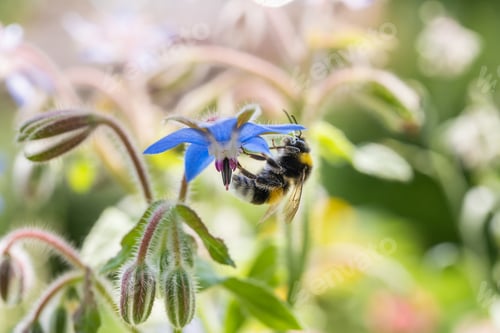 Preview: Buffalo-tailed bumblebee (Bombus terrestris) taking nectar from Borago officinalis
