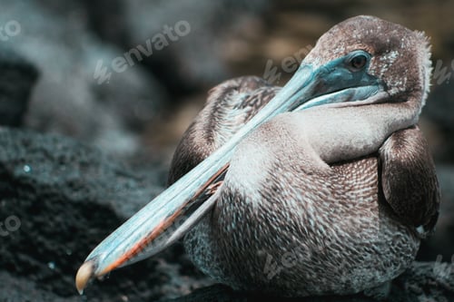Preview: Wild exotic bird