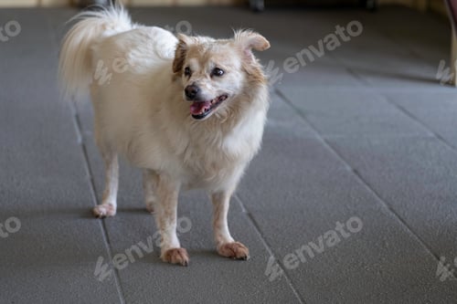 Preview: White pet dog