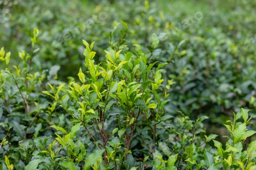 Preview: Green tea tree in the field