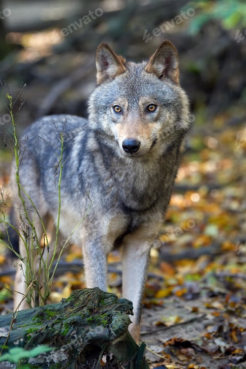 Preview: Wolf hunting in the forest