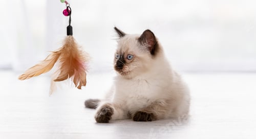 Preview: Kitten Ragdoll playing with toys
