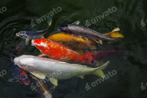 Preview: decorative carp fish emerge and swim in the lake. Koi carp are ornamental domesticated fish