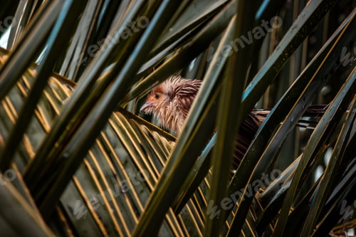 Preview: bird