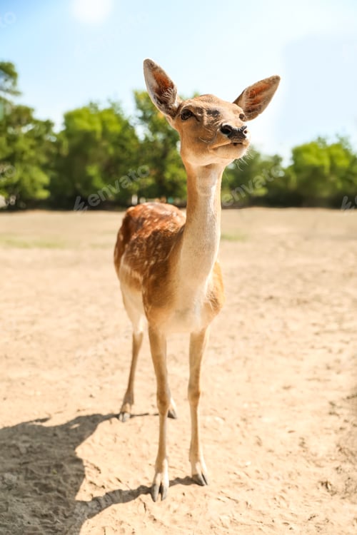 Preview: Cute doe in zoological garden on sunny day