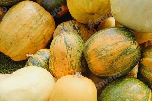 Preview: Pile of assorted pumpkins and gourds, rich autumn harvest in natural light.
