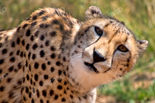Preview: Cheetah, Acinonyx jubatus, South Africa