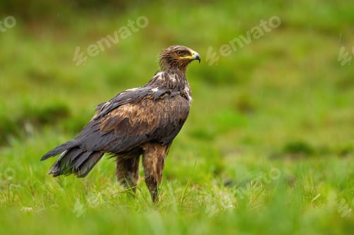 Preview: Wet lesser spotted eagle observing in rain from rear view