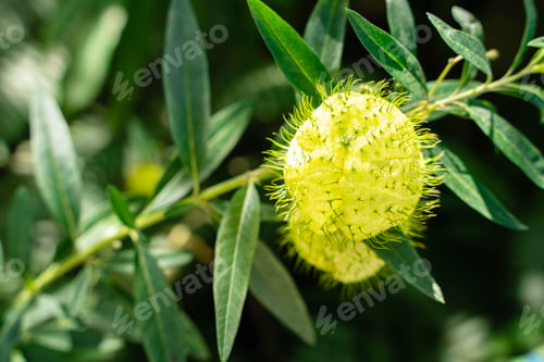 Preview: Gomphocarpus physocarpus