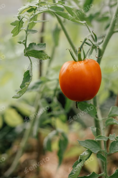 Preview: Ripe tomato in greenhouse. Organic cultivation. Gardening. Tomato harvest