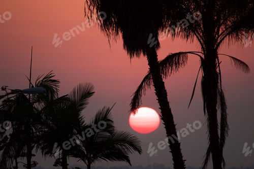 Preview: Calm, relaxing, beautiful sunset with palm trees in San Diego California