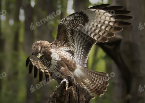 Preview: Brown harrier hawk on a tree log in the forest looking down getting ready to fly and attack the prey