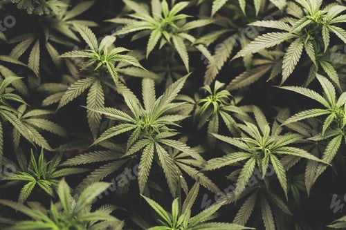 Preview: marijuana leaves cannabis plants a beautiful background