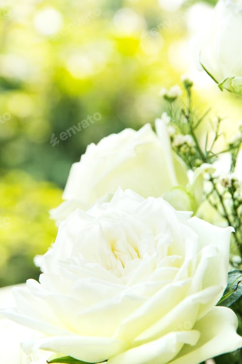 Preview: white rose background