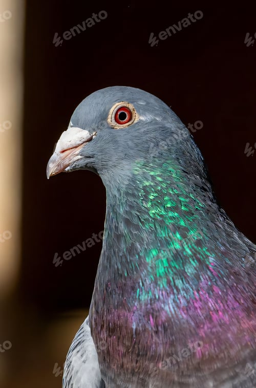 Preview: Close-up of a pigeon with iridescent feathers against a soft background.