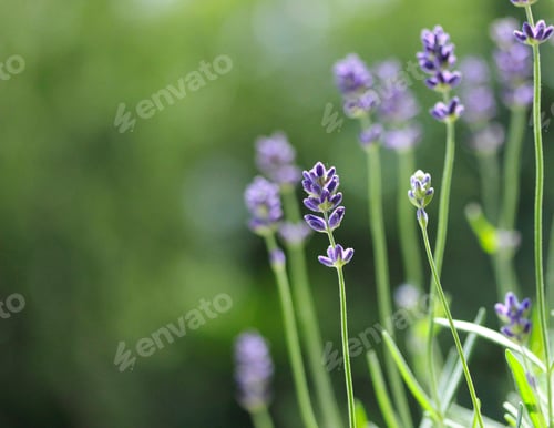 Preview: Lavender flower - natural background
