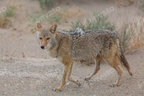 Preview: Coyote