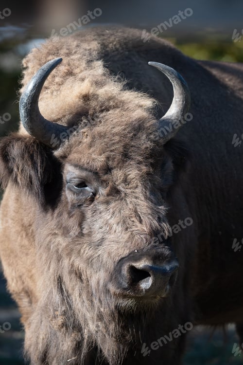 Preview: Vertical closeup shot of a brown bison with long horns