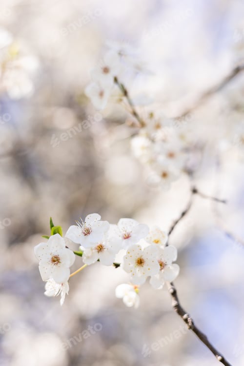 Preview: Close-up of white flowers blooming on a tree branch