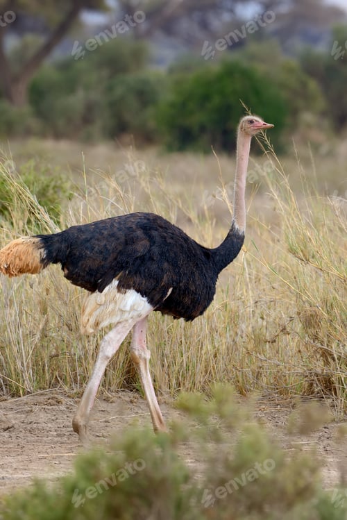 Preview: African ostrich (Struthio camelus)