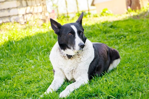 Preview: Large domestic dog lies on the grass near the house. Pet in nature.