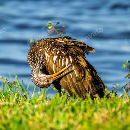 Preview: Limpkin preening by the water's edge