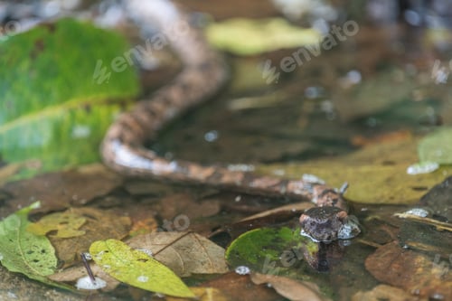 Preview: Mountain Pit Viper, wild snake