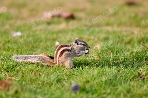 Preview: Charming little chipmunk sitting on green grass lawn and eats nuts, fluffy tailed tiny park