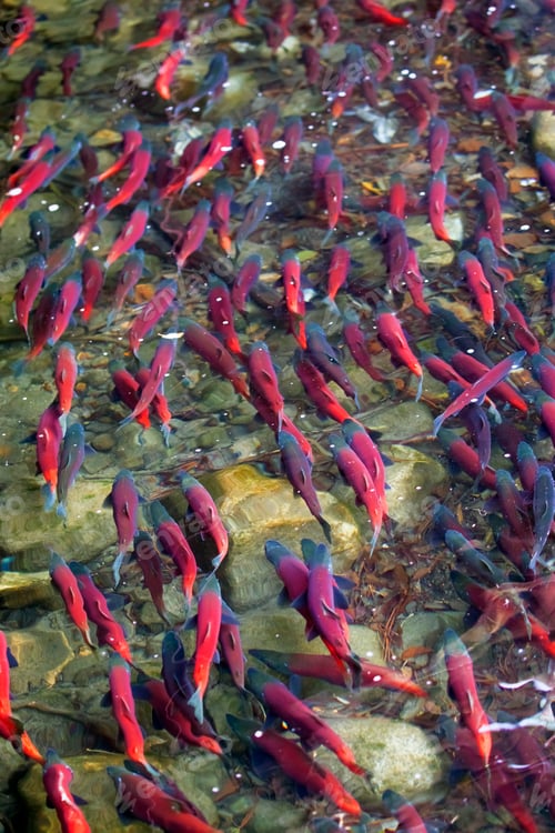 Preview: Kokanee salmon spawning