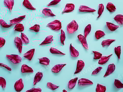 Preview: Scattered Magenta Petals on Soft Blue Background