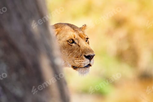 Vista previa: Close-Up of Lioness Behind Tree in Tanzanian Safari