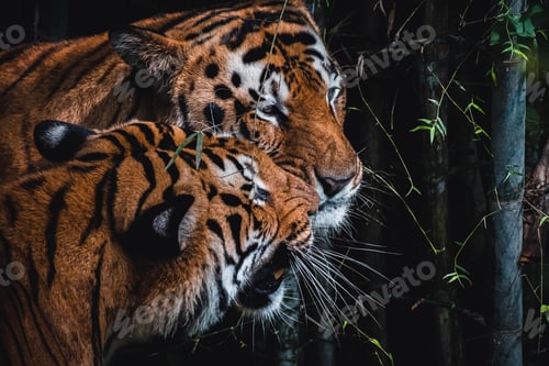 Preview: Closeup of tigers in the jungle