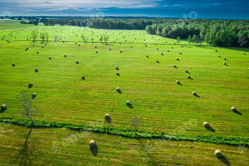 Preview: Sheaves of hay on green field in summer in Poland