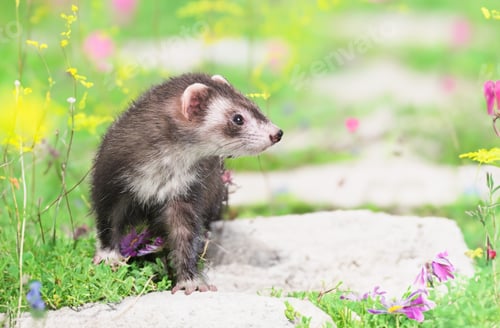 Preview: ferret in nature