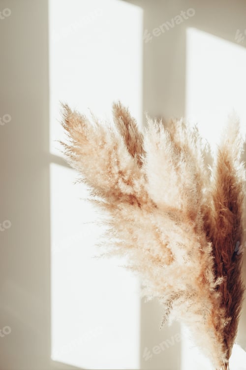 Preview: Dried Pampas Grass