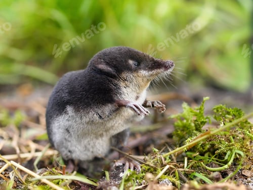 Preview: European Water Shrew in Natural Habitat