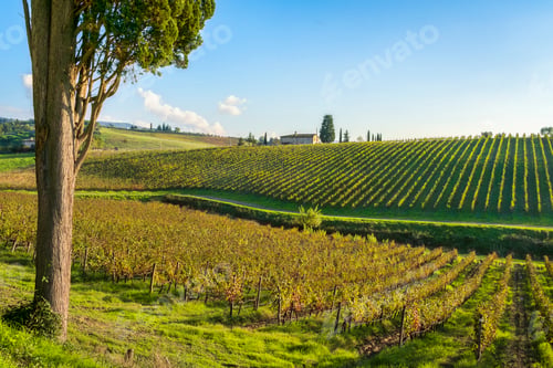 Preview: Cypress tree and Chianti vineyards landscape. Tuscany region, Italy