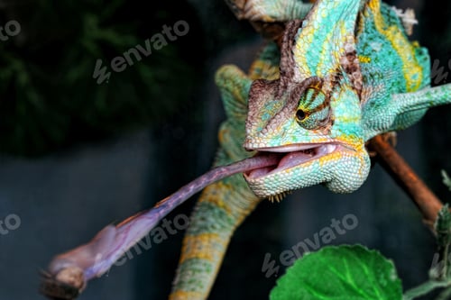 Preview: chameleon, reptile, pet, coloured, colours