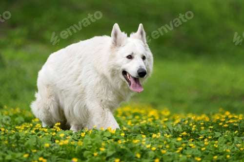 Preview: Berger Blanc Suisse White german shepherd