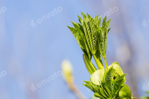 Preview: New growing new leaves of a California buckeye against a light blue sky, California