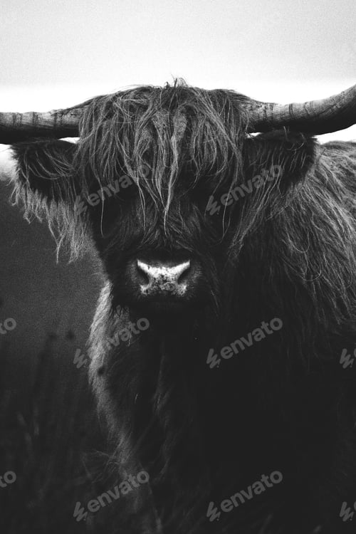 Preview: Wild highland cattle bull