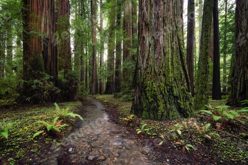 Preview: Scenic view of a redwood forest in Northern California, USA