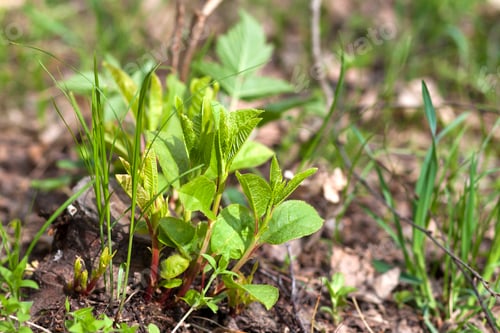 Preview: Green leaves of young tree in spring. Beginning of new life in spring