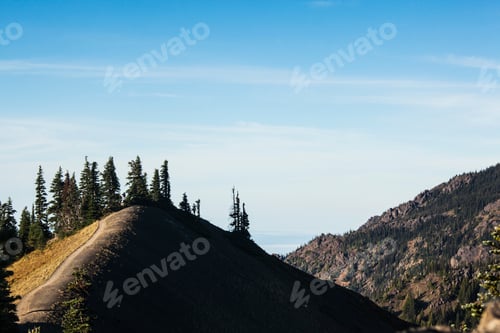 Preview: Hurricane Ridge wooded hillside in Olympic National Park.