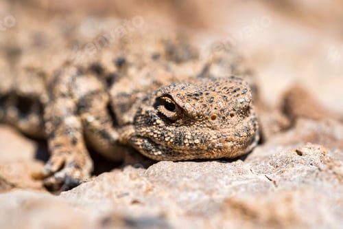 Preview: Close portrait of Phrynocephalus helioscopus agama in nature