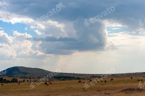 Preview: Savannah landscape in the National park of Kenya