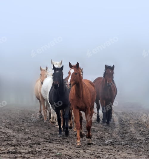 Preview: Horse