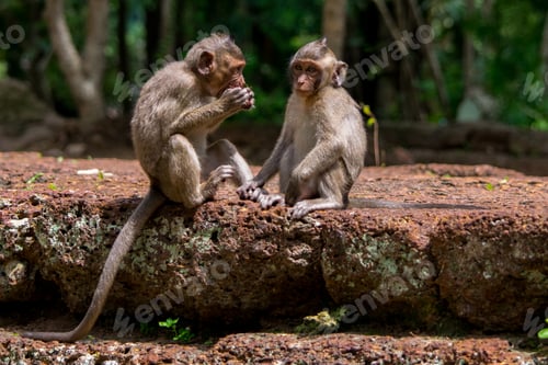 Preview: Baby macaque monkeys sharing food in Cambodia