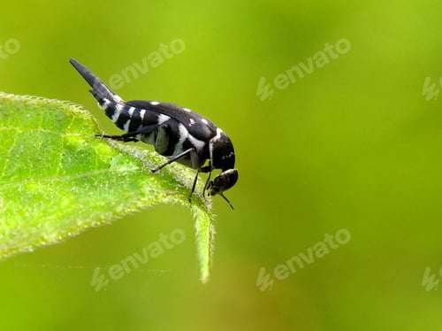 Preview: Pintail beetle, nature background photo